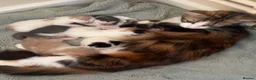 Mixed Breed cats for sale: Kittens  - Advert 1