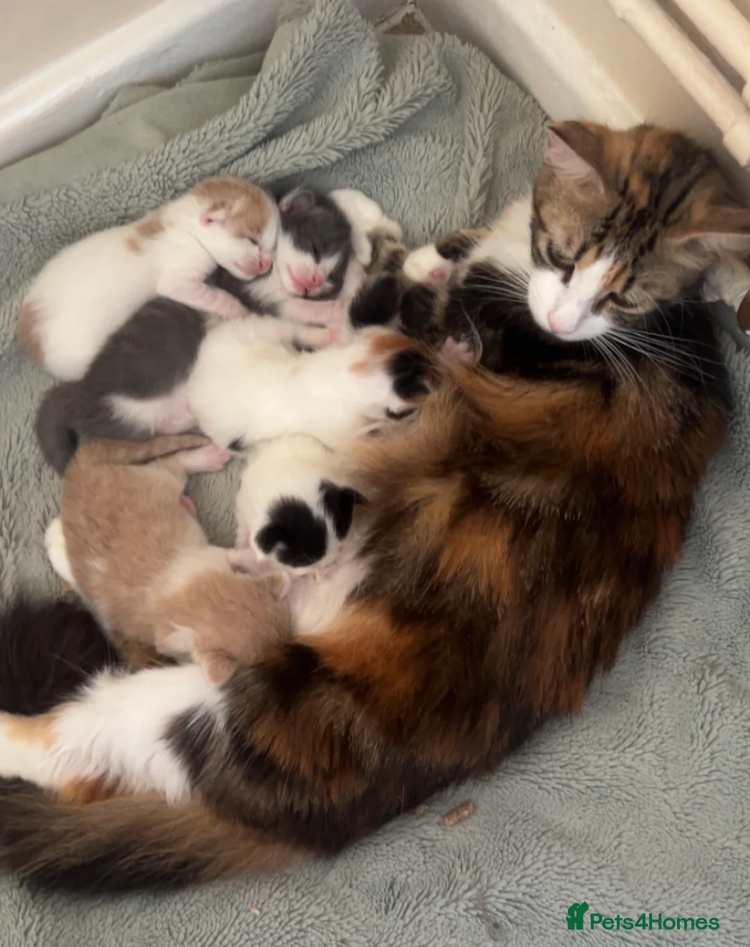 Mixed Breed cats for sale: Kittens  - Advert 1
