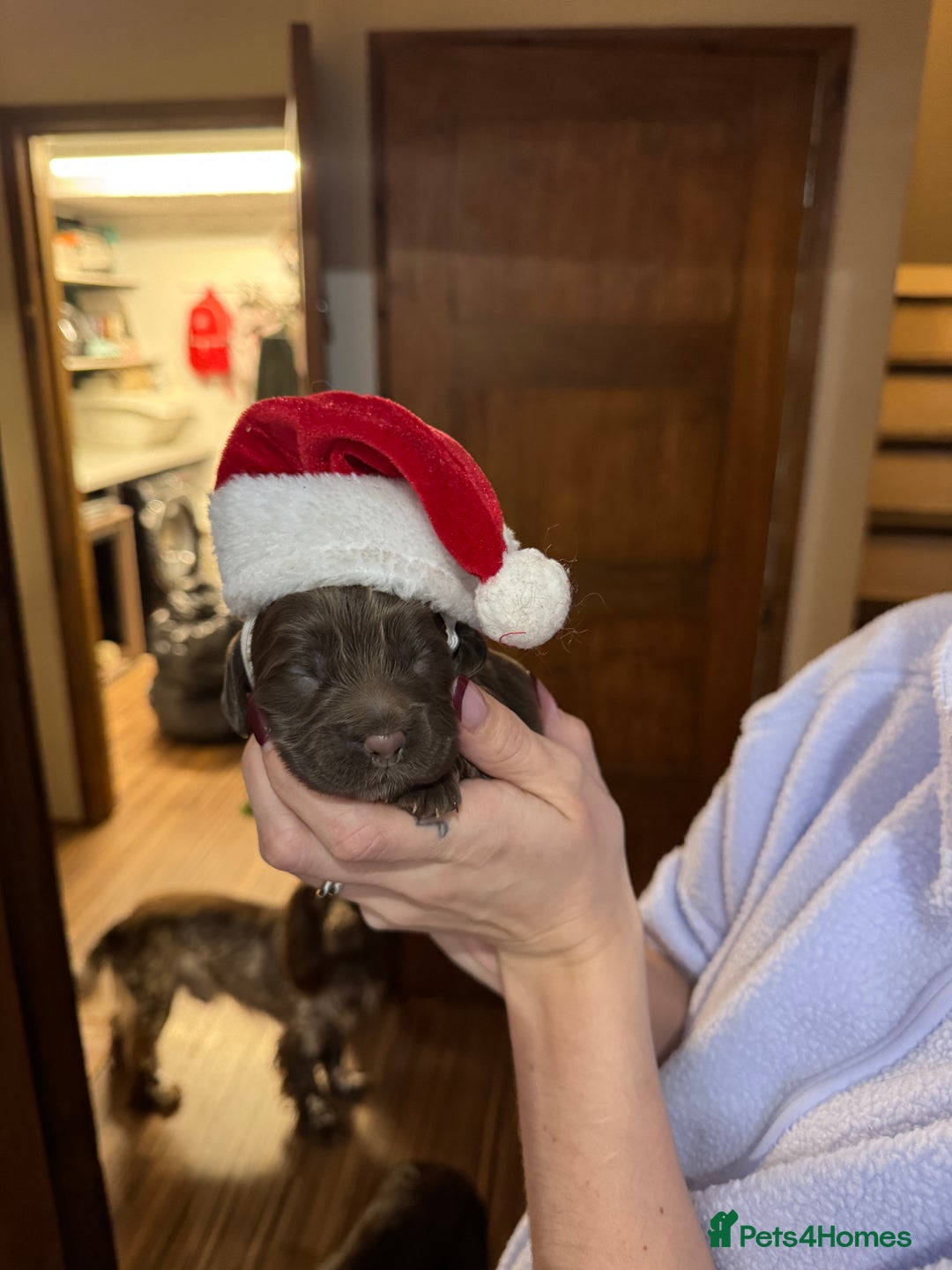 Cocker Spaniel dogs for sale: Litter of Cocker Spaniels ready for New Year - Advert 3