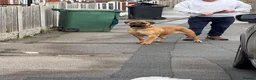 Bullmastiff dogs for sale: Rare opportunity bullmastiff dog puppy! - Advert 6