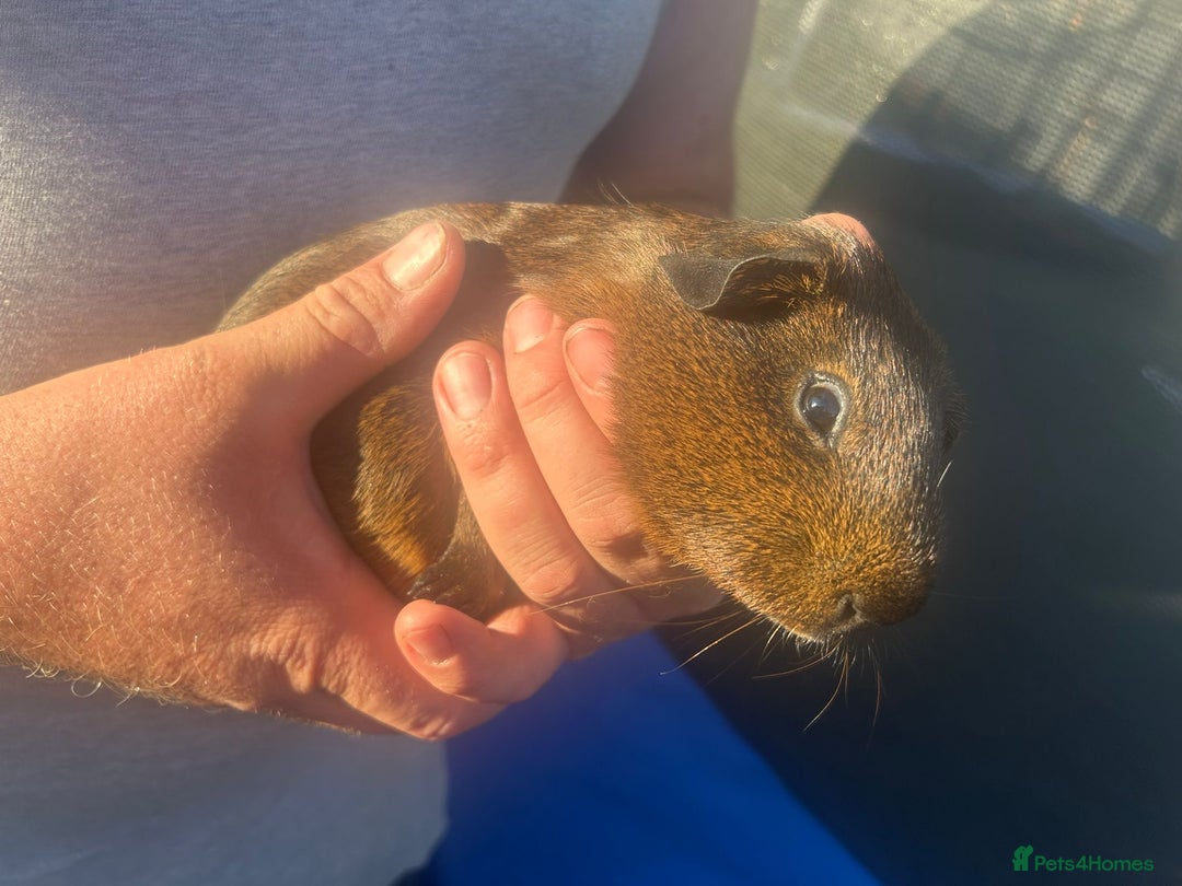 Guinea Pig rodents for sale: Guinea pigs  - Image 5