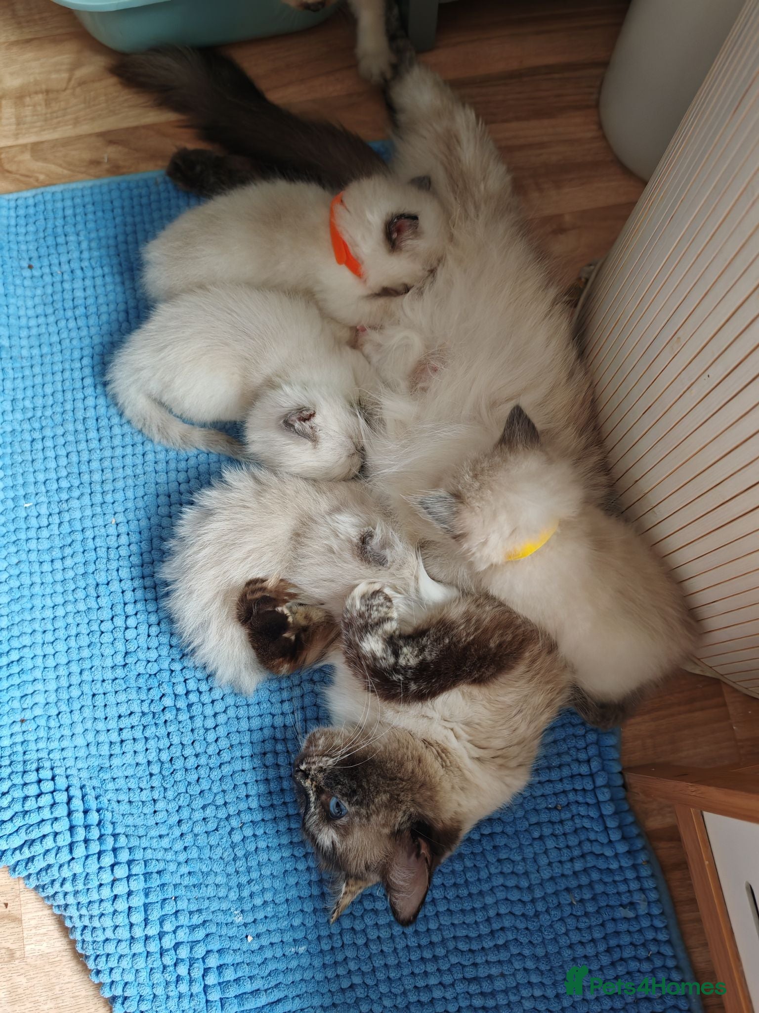 Ragdoll cats ​Beautiful Ragdoll Kittens  Boys & Girls Available - Advert 7