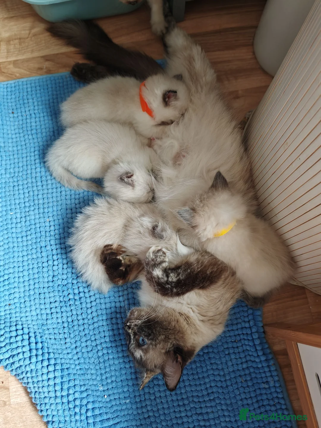 Ragdoll cats for sale: ​Beautiful Ragdoll Kittens  Boys & Girls Available - Advert 1