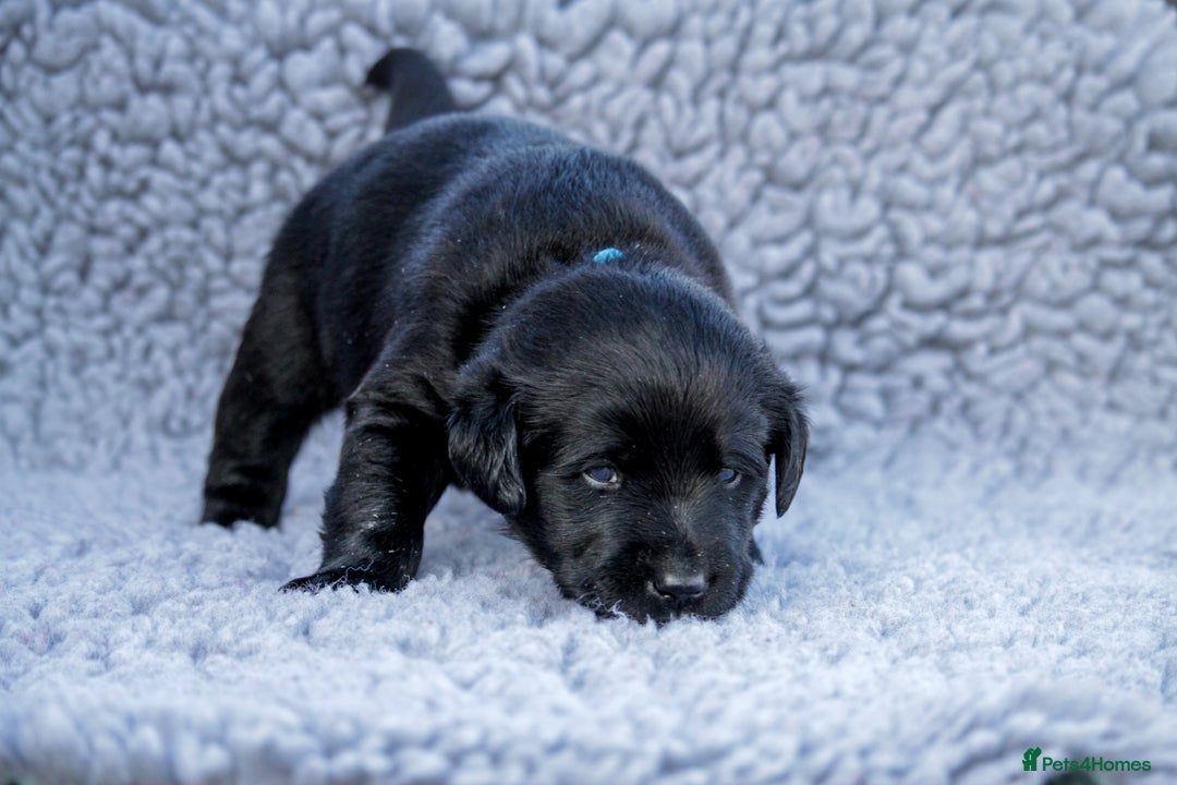 Labrador Retriever dogs for sale: Beautiful Labrador Retriever pups for sale in Rhyl - Image 8