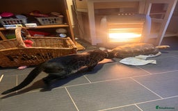 Bengal cats for sale: Snow & charcoal - Image 6