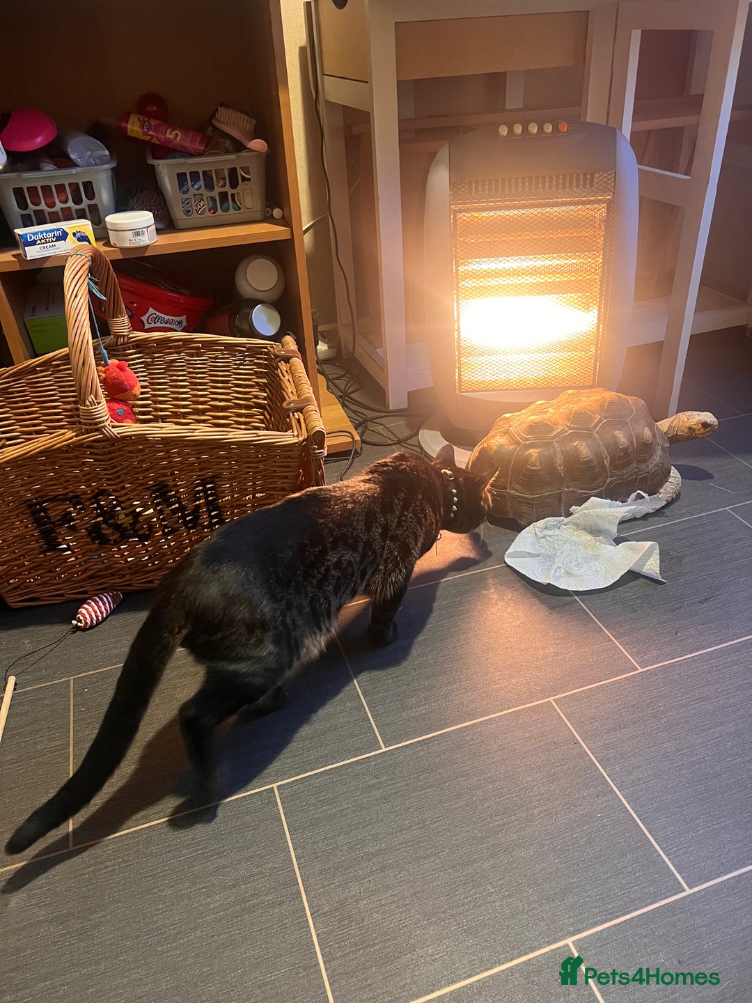 Bengal cats for sale: Snow & charcoal - Image 6