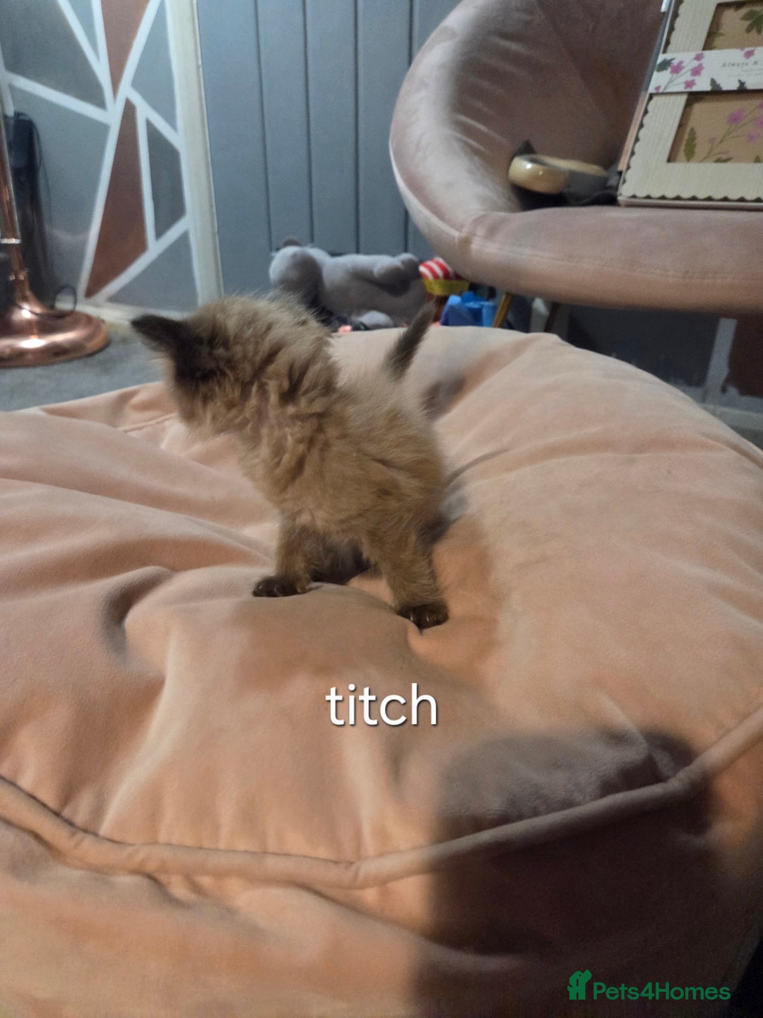 Ragdoll cats for sale: Beautiful Ragdoll Kittens - Image 12