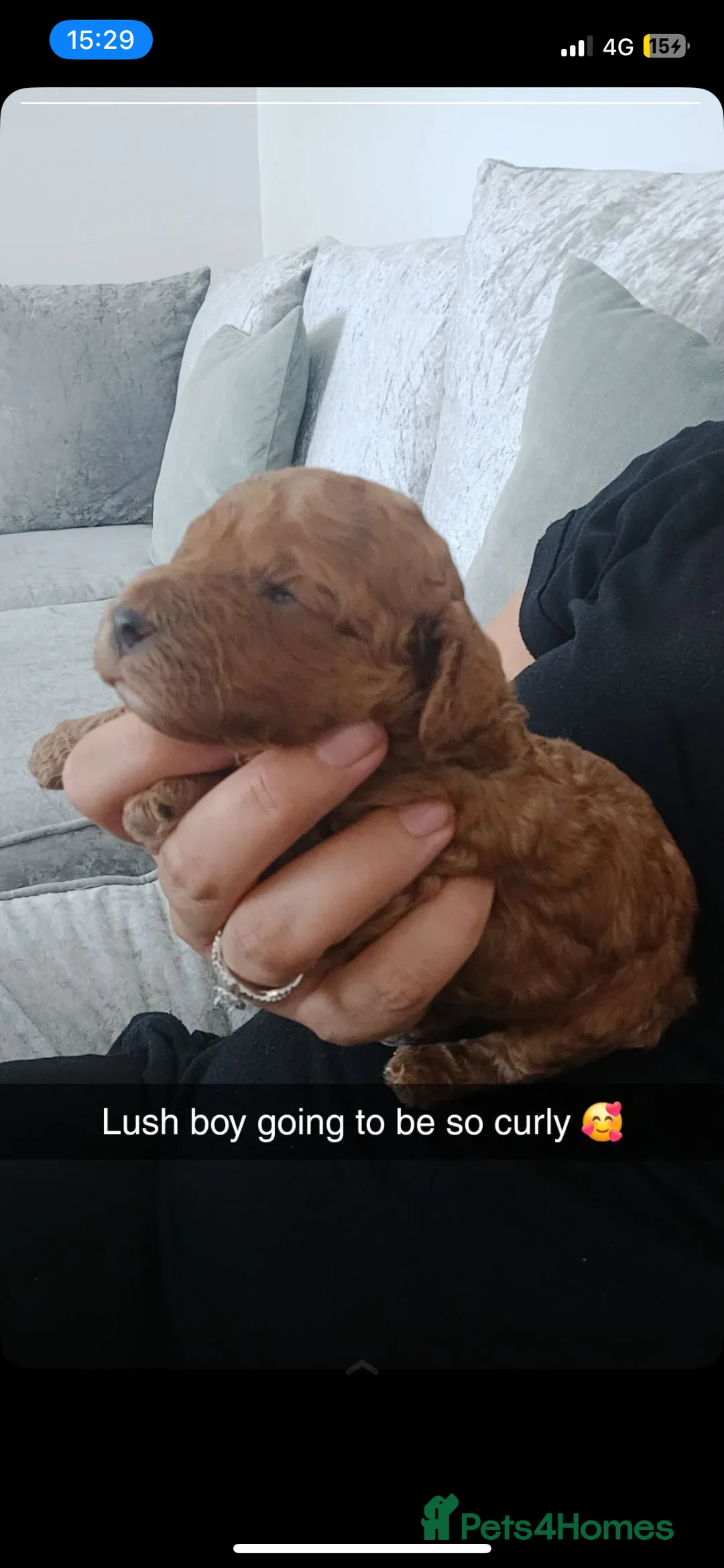 Miniature Poodle dogs for stud:  ⭐️KC PRINCE CHARMING BLUE BOY MINIATURE POODLE⭐️ - Advert 22