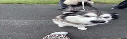 Siberian Husky dogs for sale: Siberian husky  in Ashton-under-Lyne - Advert 5