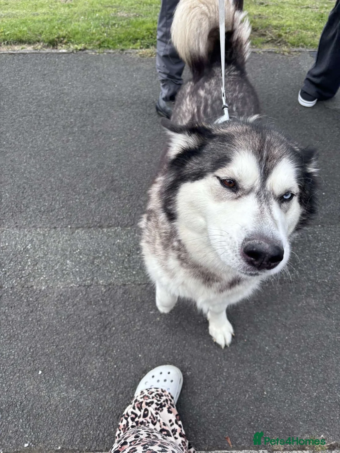 Siberian Husky dogs for sale: Siberian husky  in Ashton-under-Lyne - Advert 5