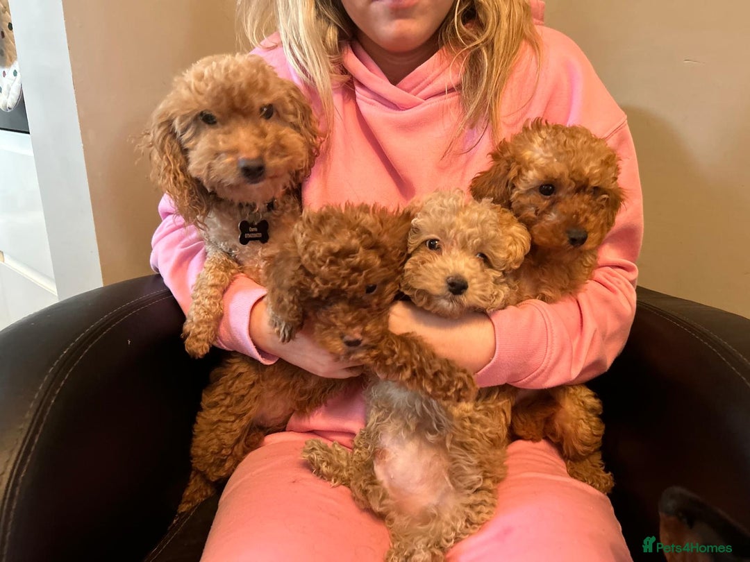 Cockapoo dogs for sale: Toy cockerpoo pups  - Image 3