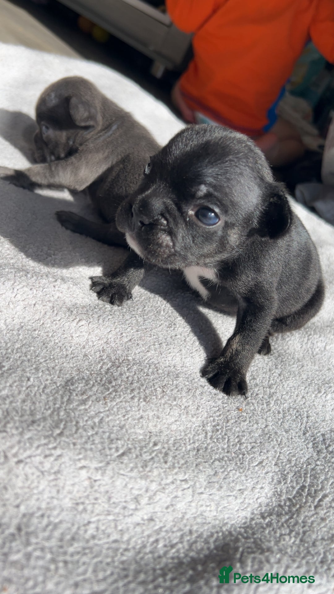 French Bulldog dogs for sale: 2 French bull dog puppies  - Image 8