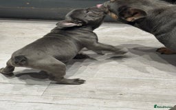 French Bulldog dogs for sale: French Bulldog Puppies - Ready Now  - Image 9