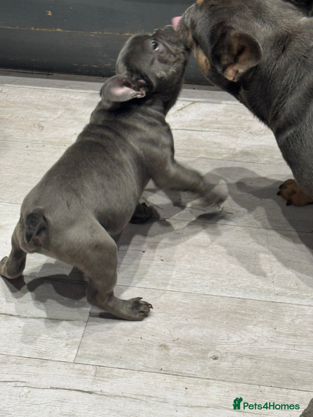 French Bulldog dogs for sale: French Bulldog Puppies - Ready Now  - Image 9