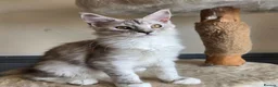 Maine Coon cats for sale: Ready now Silver with white Maine Coon kittens - Advert 13