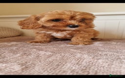Cavapoo dogs for sale: Gorgeous Cavapoos ready for the perfect home 💖🏡 - Image 11