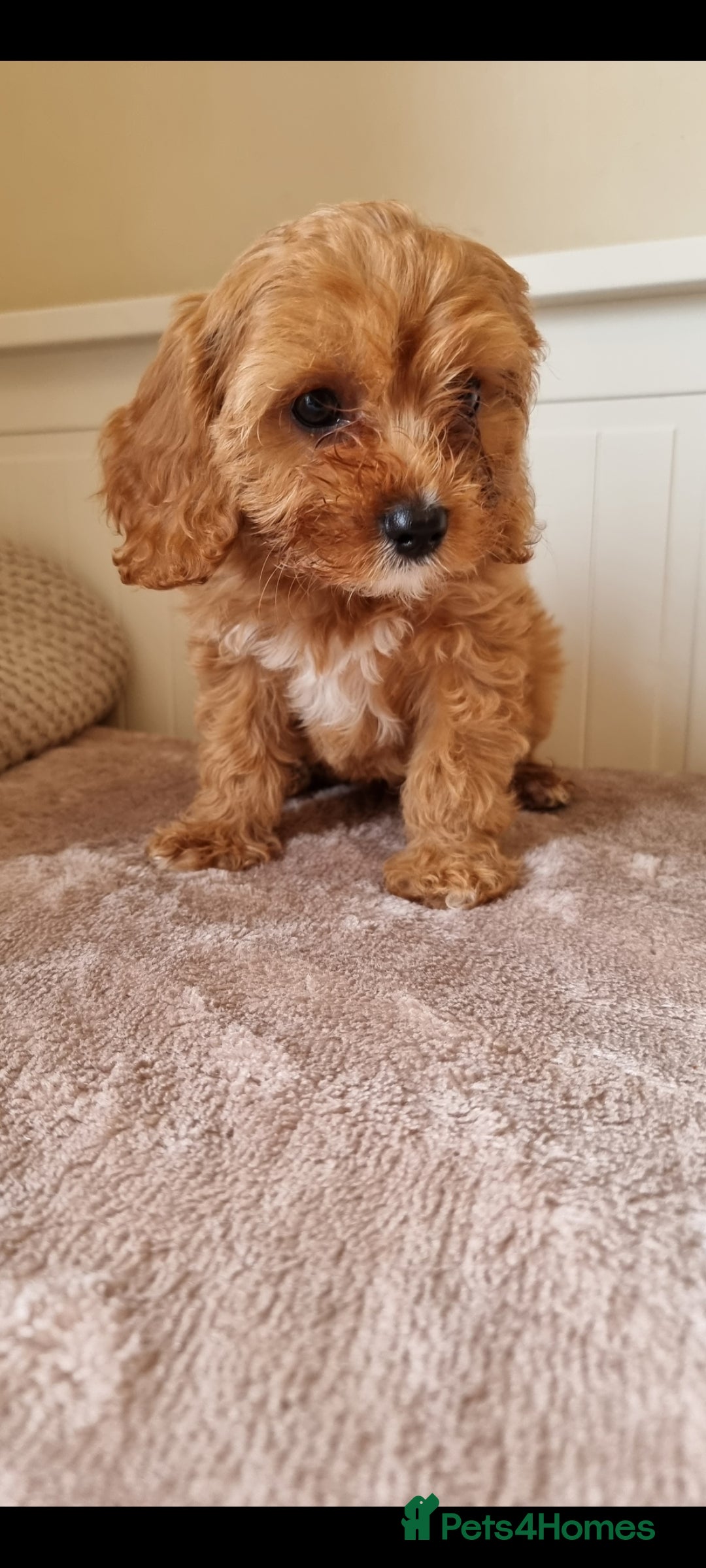 Cavapoo dogs for sale: Gorgeous Cavapoos ready for the perfect home 💖🏡 - Image 11