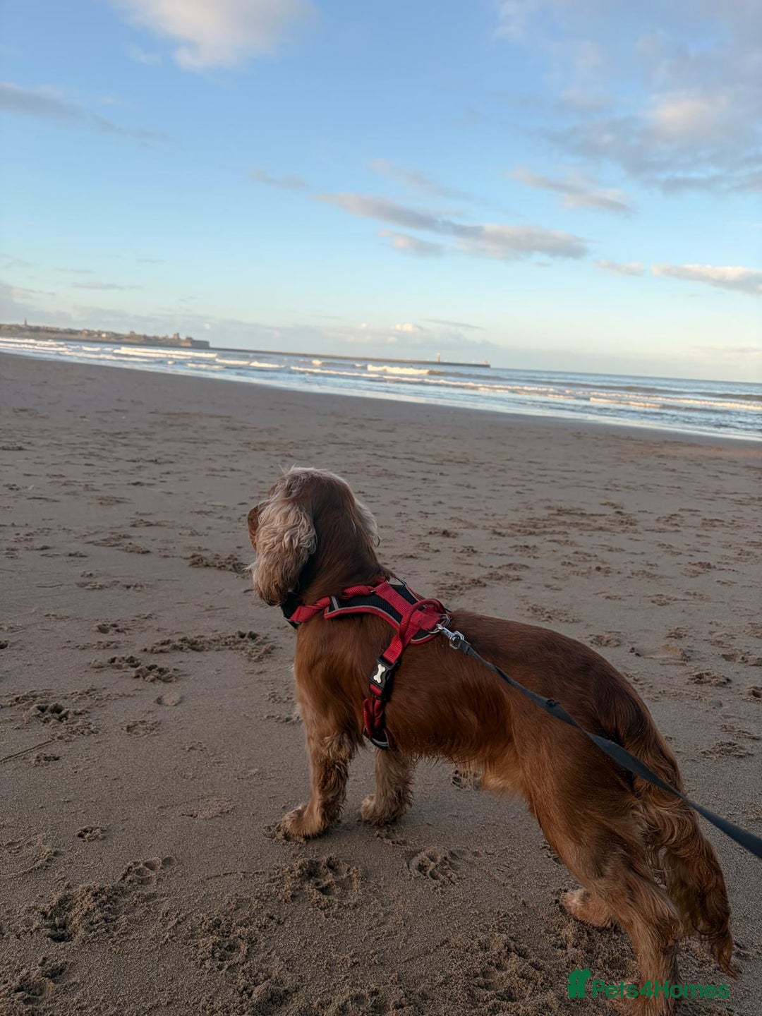 Cocker Spaniel dogs for sale: (Almost) 2 Year Old Cocker Spaniel Boy 🩵 - Advert 4
