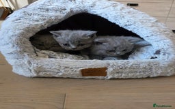 British Shorthair cats for sale: BRITISH SHORTHAIR KITTENS  - Image 24