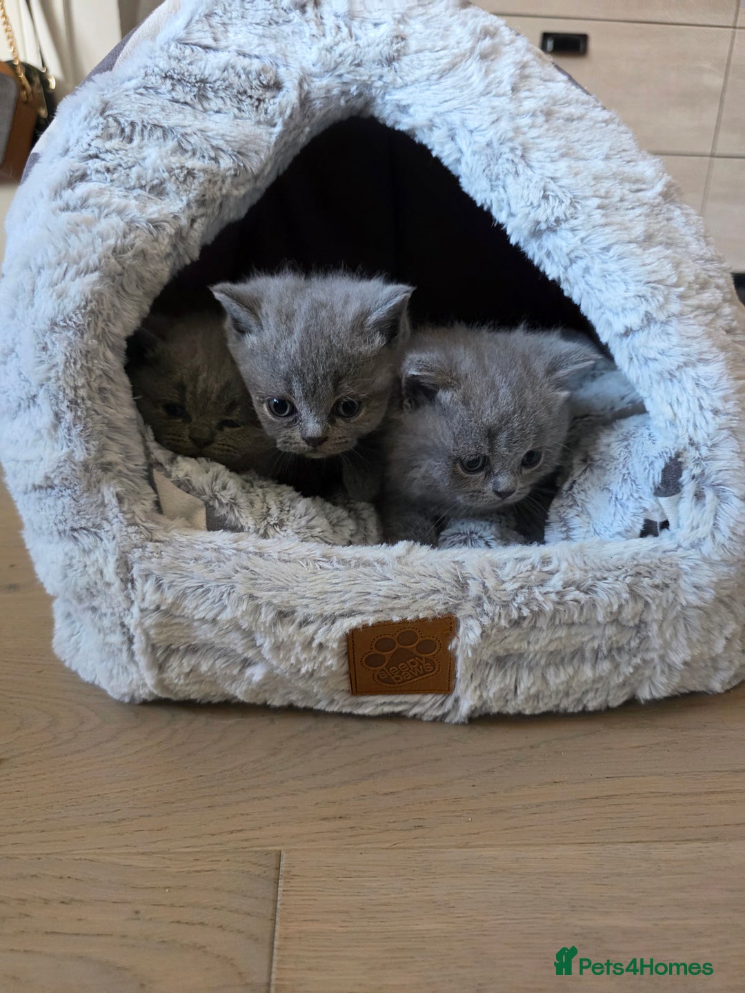 British Shorthair cats for sale: BRITISH SHORTHAIR KITTENS  - Image 24