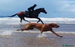 Hungarian Vizsla dogs for sale: Stunning KC Vizsla Pups - Image 6