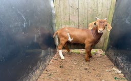 Goats livestock for sale: 2x Billy Goats and 1x Castrated Pygmy Goat.  - Image 4