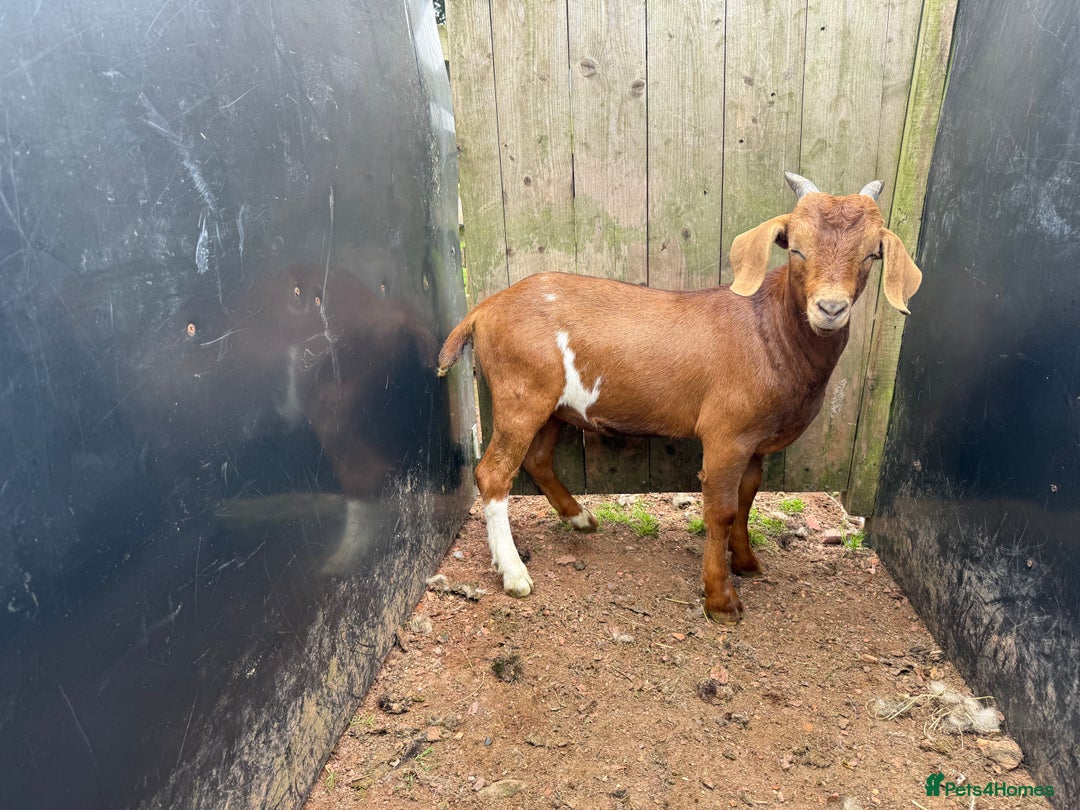 Goats livestock for sale: 2x Billy Goats and 1x Castrated Pygmy Goat.  - Image 4