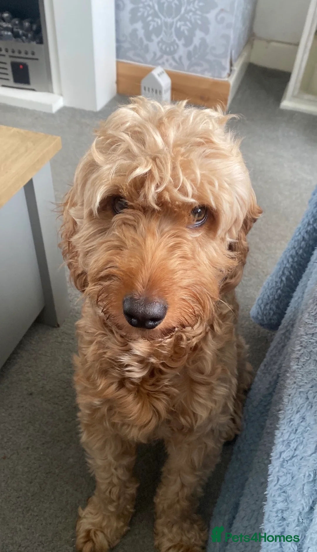 Cockapoo dogs for sale: 5 beautiful cockapoo puppies  - Advert 3