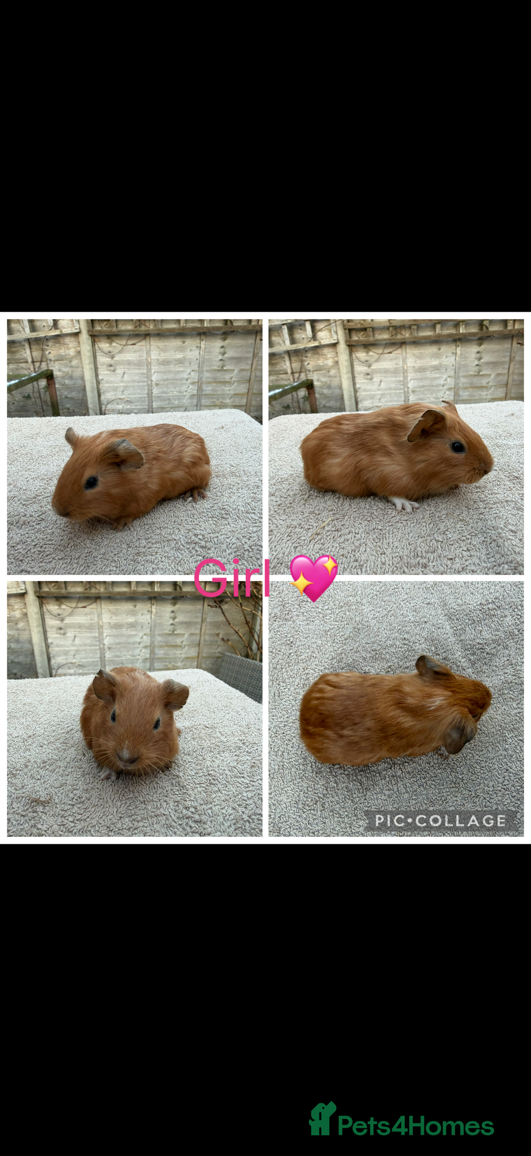 Guinea Pig rodents for sale: Male & Female Guinea pigs 👀 for new laps 🥰 - Advert 30