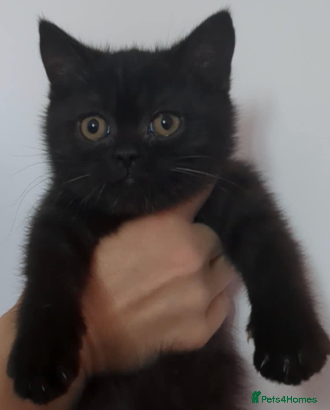 British Shorthair cats for sale:  Ready now. British shorthair kittens  - Image 23