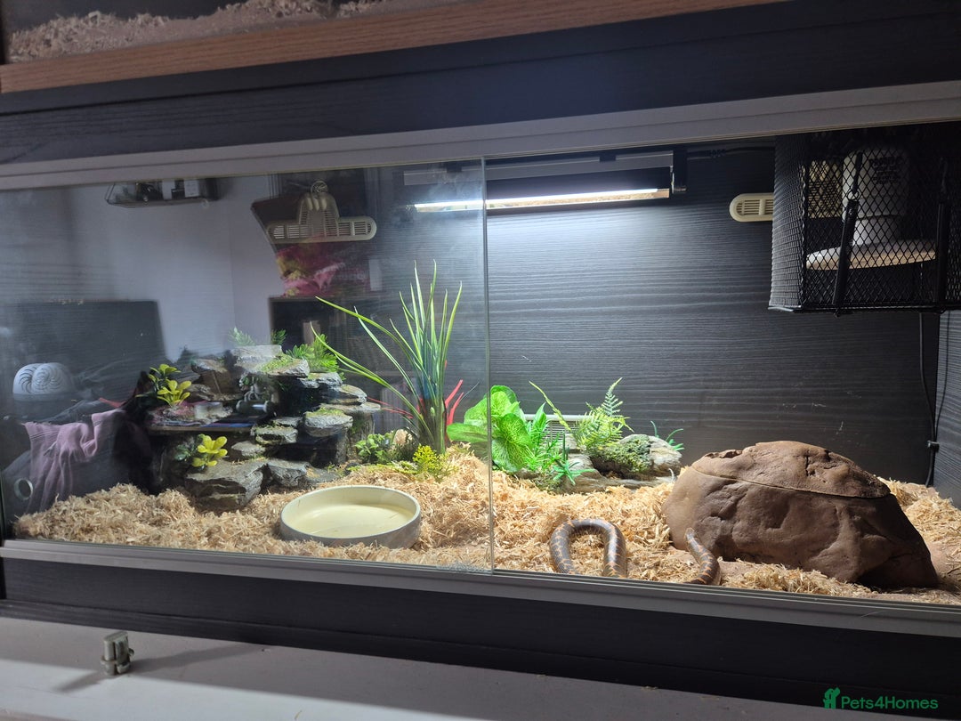 Boa Snake reptiles for sale: Sand boa with setup - Advert 3