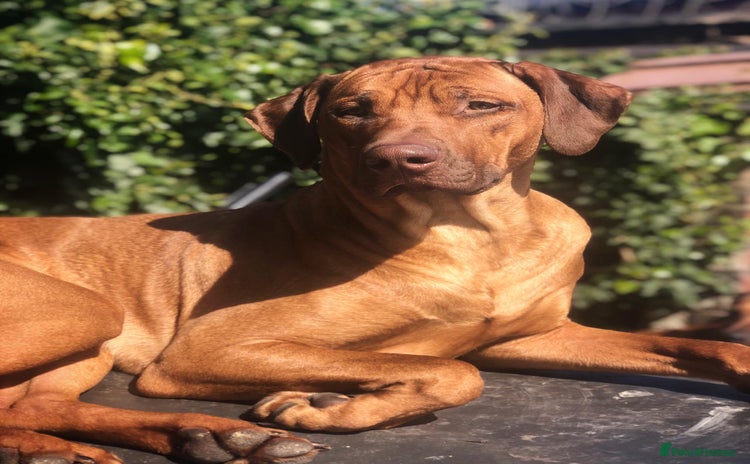 Rhodesian Ridgeback dogs Liver and black nosed girls  - Advert 3