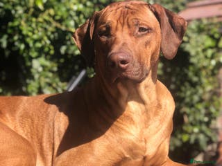 Rhodesian Ridgeback dogs Liver and black nosed girls - Advert 3