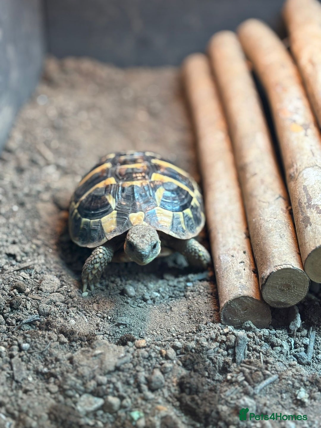 Hermann Tortoise reptiles for sale: Dwarf tortoise looking for a loving home  - Image 3