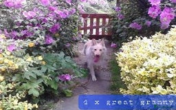 German Shepherd dogs for sale: Stunning white puppy 6 months old ready now in Horsham - Image 35