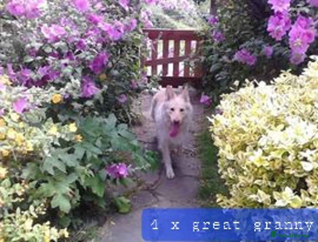German Shepherd dogs for sale: Stunning white puppy 6 months old ready now in Horsham - Image 35