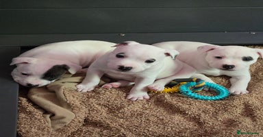 Staffordshire Bull Terrier dogs - Advert 2