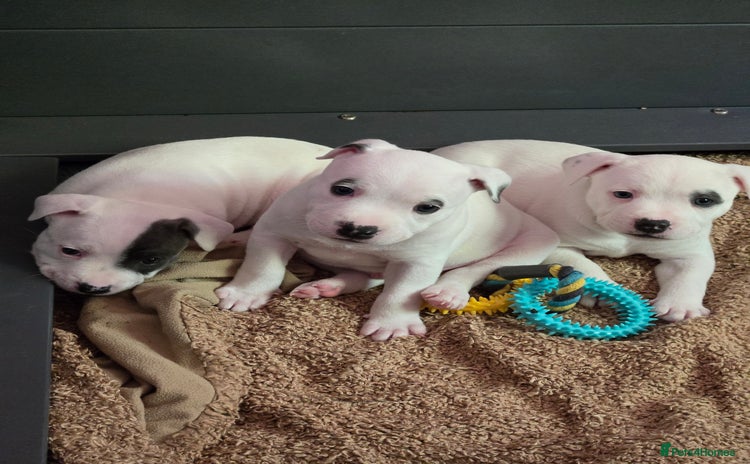 Staffordshire Bull Terrier dogs - Advert 4