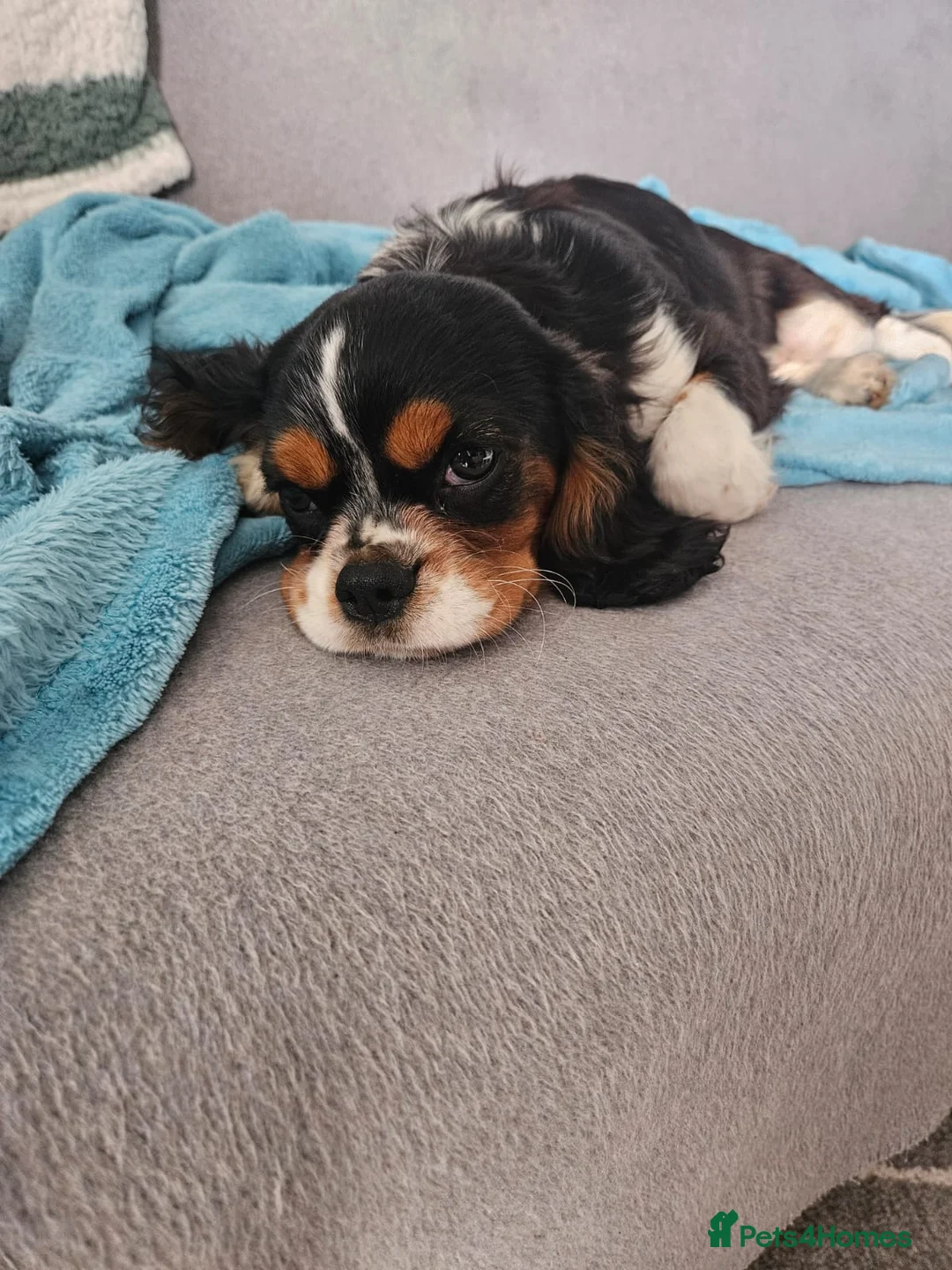 Cavalier King Charles Spaniel dogs for sale: King Charles cavalier  in Perth - Advert 7