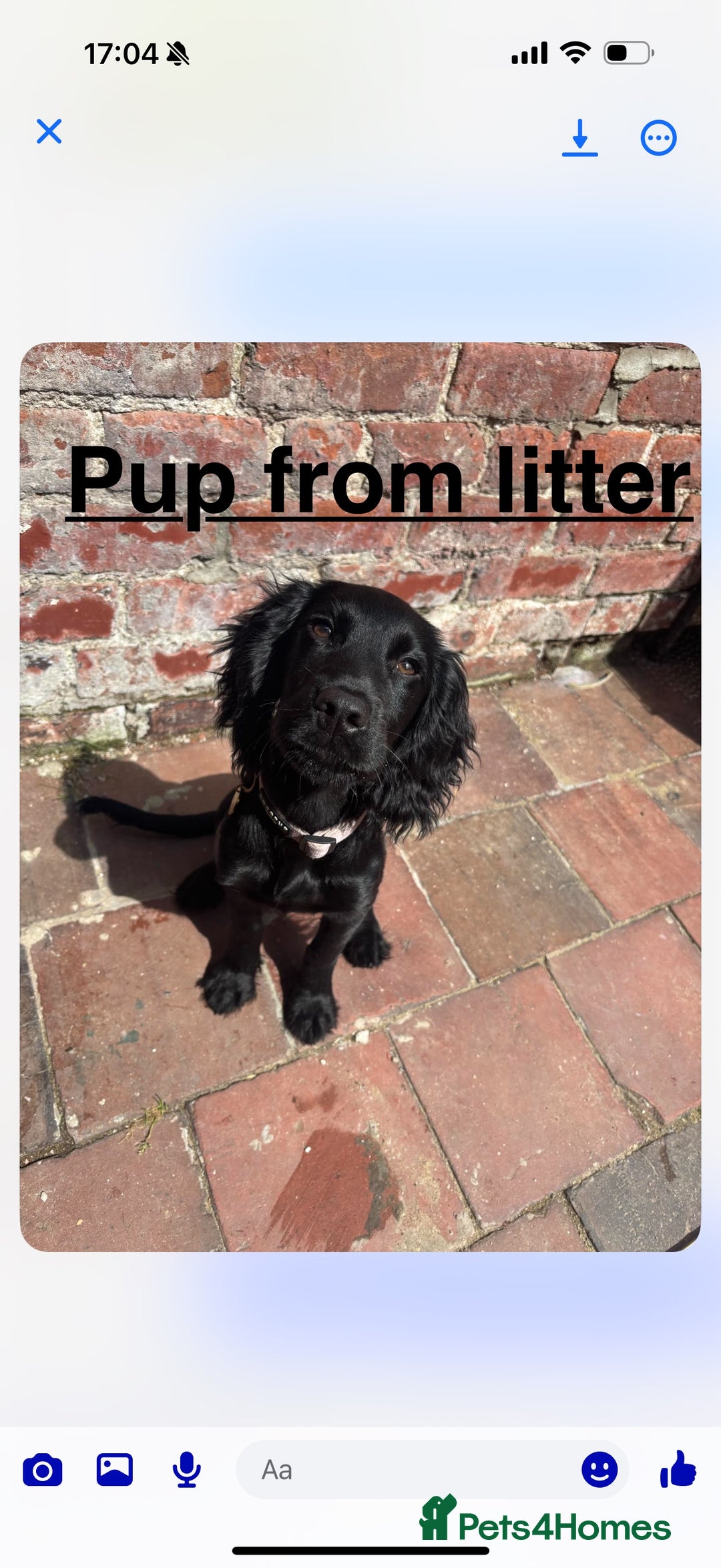 Cocker Spaniel dogs for stud: Working cocker spaniel stud  - Image 7