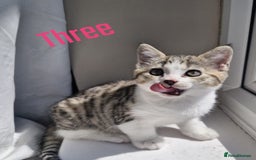 Mixed Breed cats for sale: 6 Beautiful Kittens British Shorthair Calico Cross - Image 8