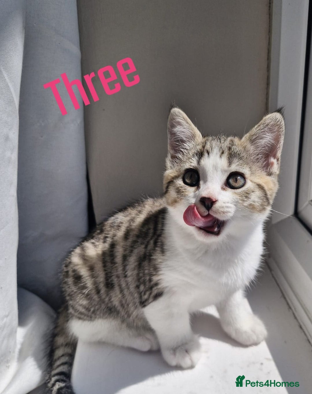 Mixed Breed cats for sale: 6 Beautiful Kittens British Shorthair Calico Cross - Image 8