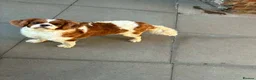 Cavalier King Charles Spaniel dogs for sale: Female Cavalier King Charles - Advert 3