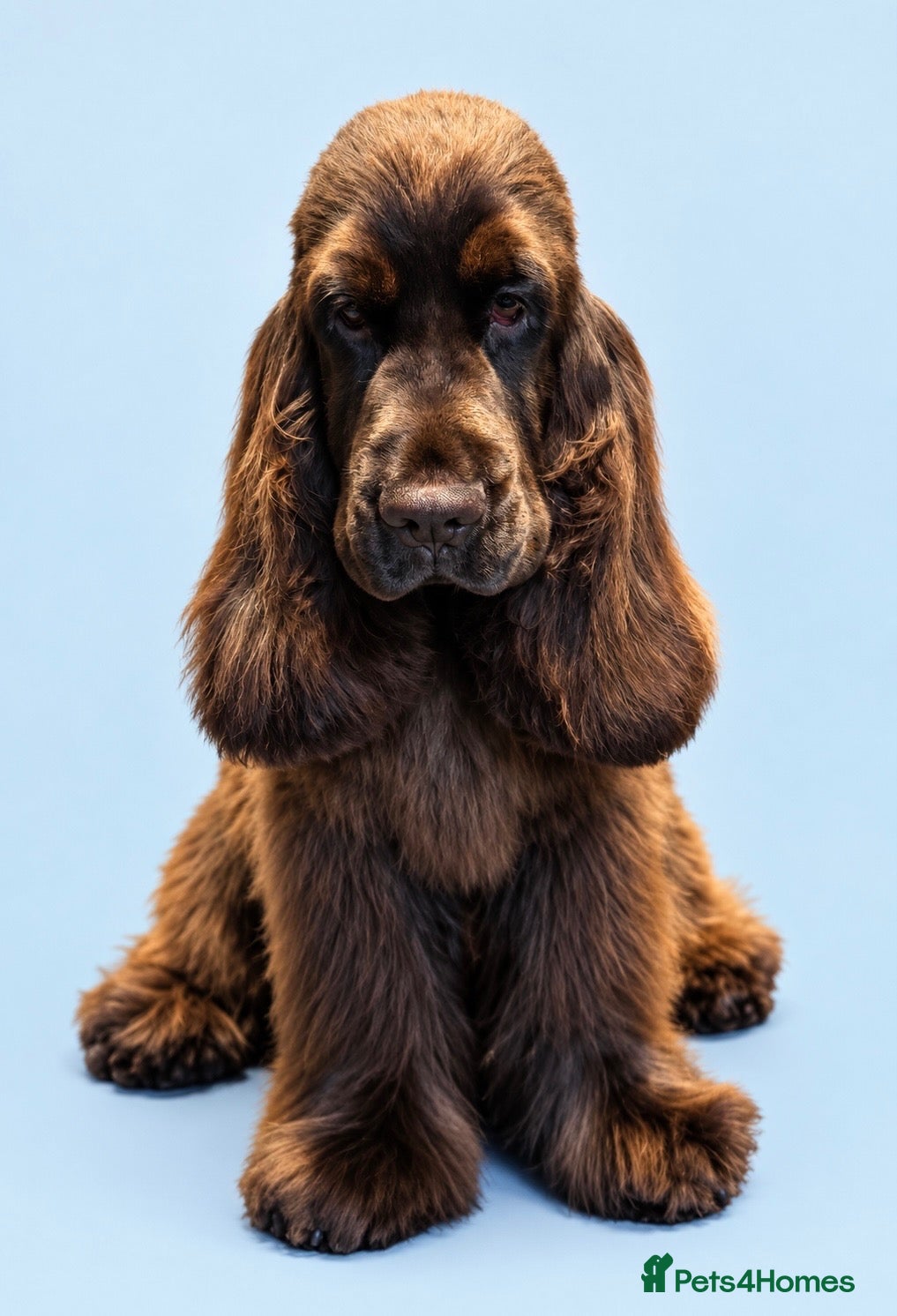 Cocker Spaniel dogs  TRUE Top Quality Chocolate SHOW Cocker  - Advert 18