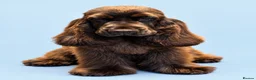 Cocker Spaniel dogs for sale:  TRUE Top Quality Chocolate SHOW Cocker  - Advert 1