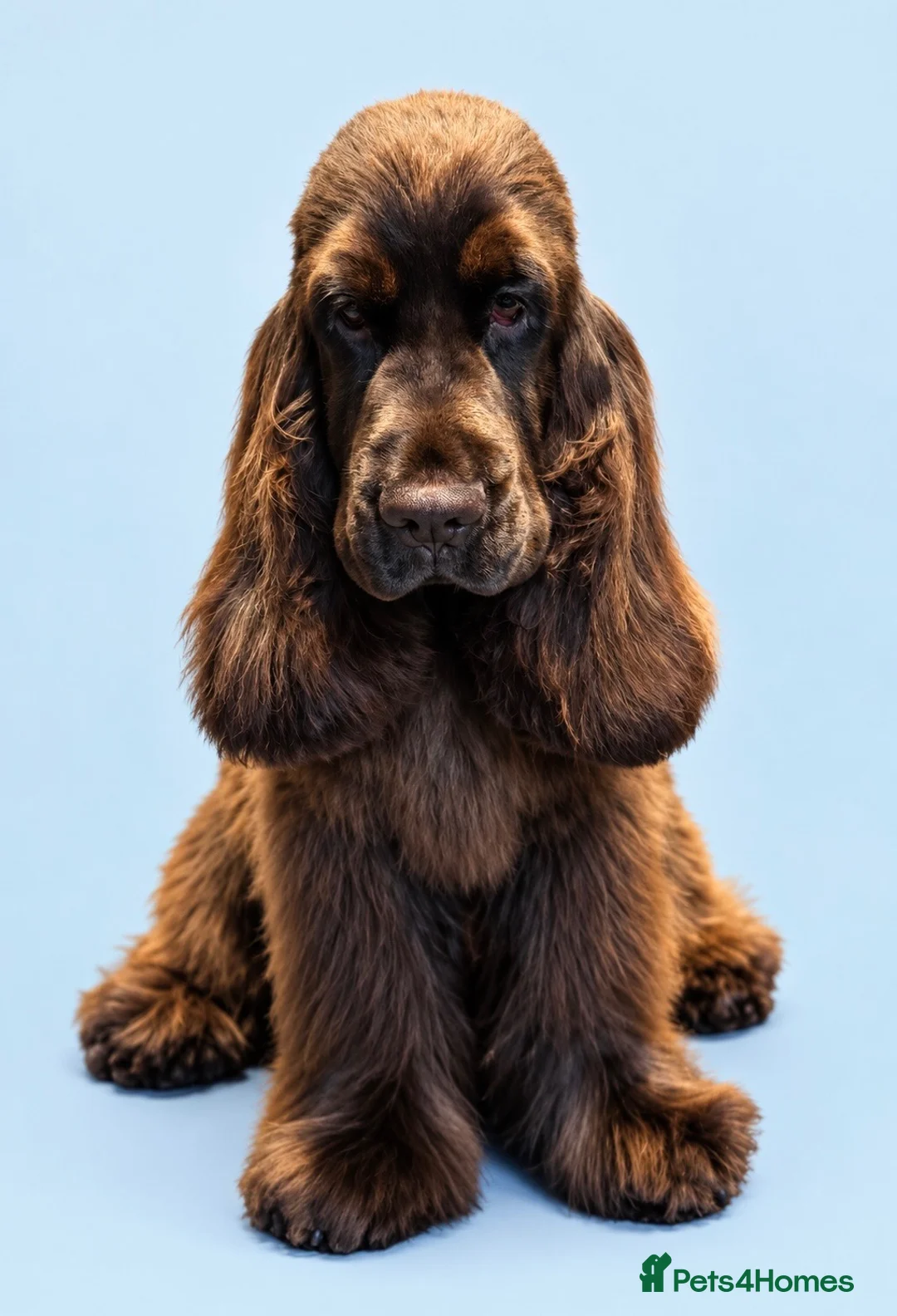 Cocker Spaniel dogs for sale:  TRUE Top Quality Chocolate SHOW Cocker  - Advert 1