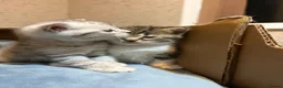 Mixed Breed cats for sale: Beautiful Scottish Fold Mix Kittens For Sale in Redditch - Advert 9