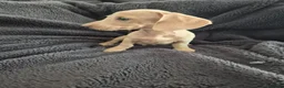 Miniature Dachshund dogs for sale: LAST 3x Dachshund boys ready NOW fully vacs - Advert 15