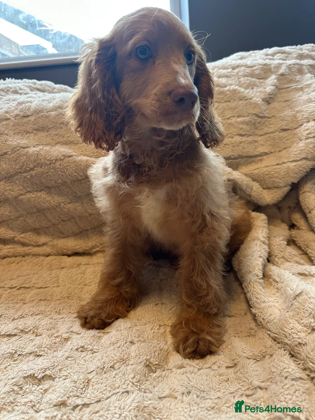 Pomapoo dogs for sale: Stunning green eyed pomapoo - Advert 2