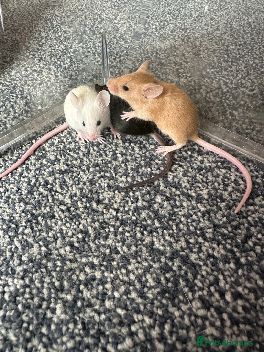 Mouse rodents for sale: Fancy mice  - Image 3